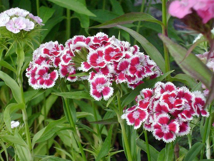 Weiß-umrandete, rote Blüten einer Bartnelke, botanischer Name Dianthus barbatus, als Trauerblumen auf einem Friedhof