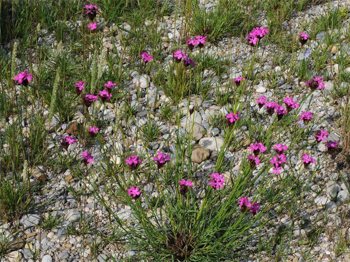 Blumenwiese mit blass-pink blühenden Karthäusernelken, botanischer Name Dianthus carthusianorum, in einem Steingarten