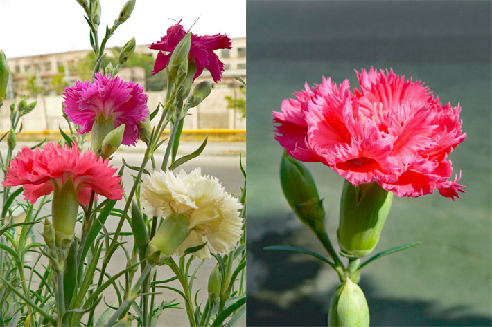 Creme-weiß, hell-rot, rosa-rot und dunkel-violette blühende Garten-/Edel-Nelken, botanischer Name Dianthus caryophyllus
