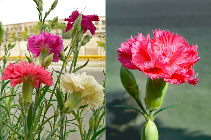 Dunkel-violette, hell-rote, creme-weiße und rosa-rote Blüten einer Garten-/Edel-Nelke oder Landnelke, botanischer Name Dianthus caryophyllus