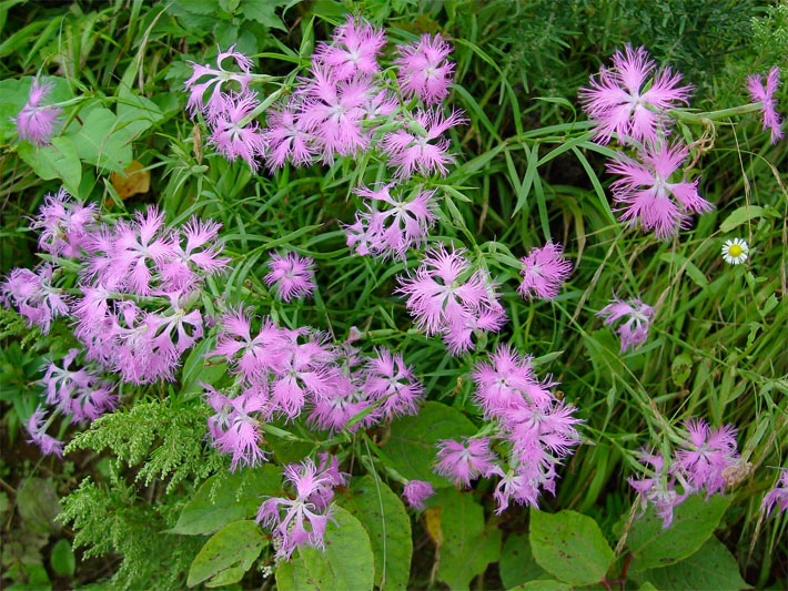 Rosa Blüten einer Pracht-Nelke / Prachtnelke, botanischer Name Dianthus superbus, in einem Vorgarten