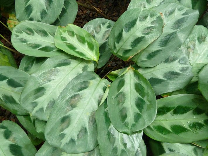 Dunkel-grün gemusterte, hellgrüne Blätter einer Dieffenbachie, botanischer Name Dieffenbachia humilis