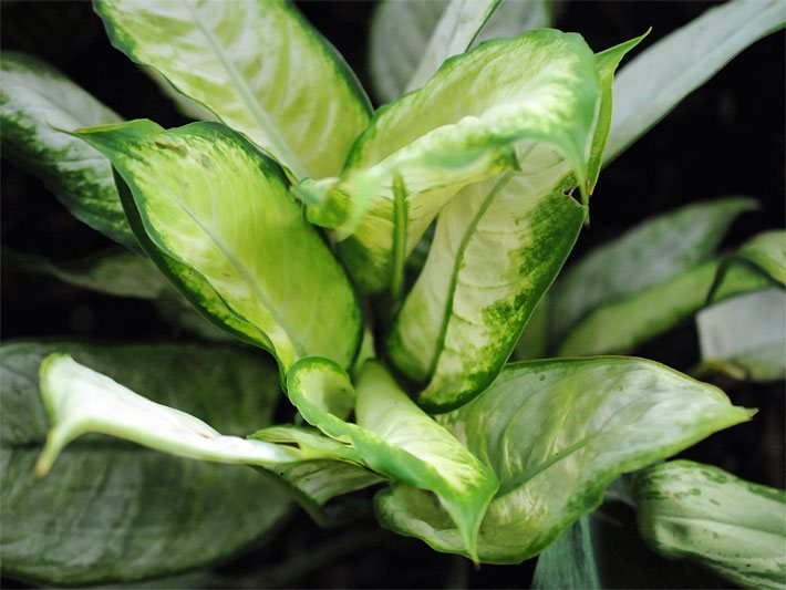 Grün umrandete blass-gelblich-hellgrüne Blätter einer Dieffenbachia, botanischer Name Dieffenbachia picta oder Dieffenbachia seguine var. seguine