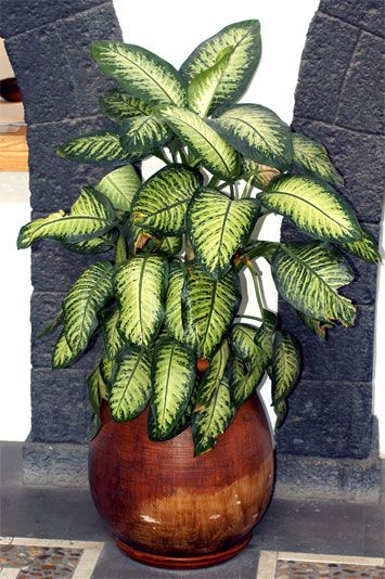 Dieffenbachie, botanischer Name Dieffenbachia, in einem braun-gold glasierten Tontopf