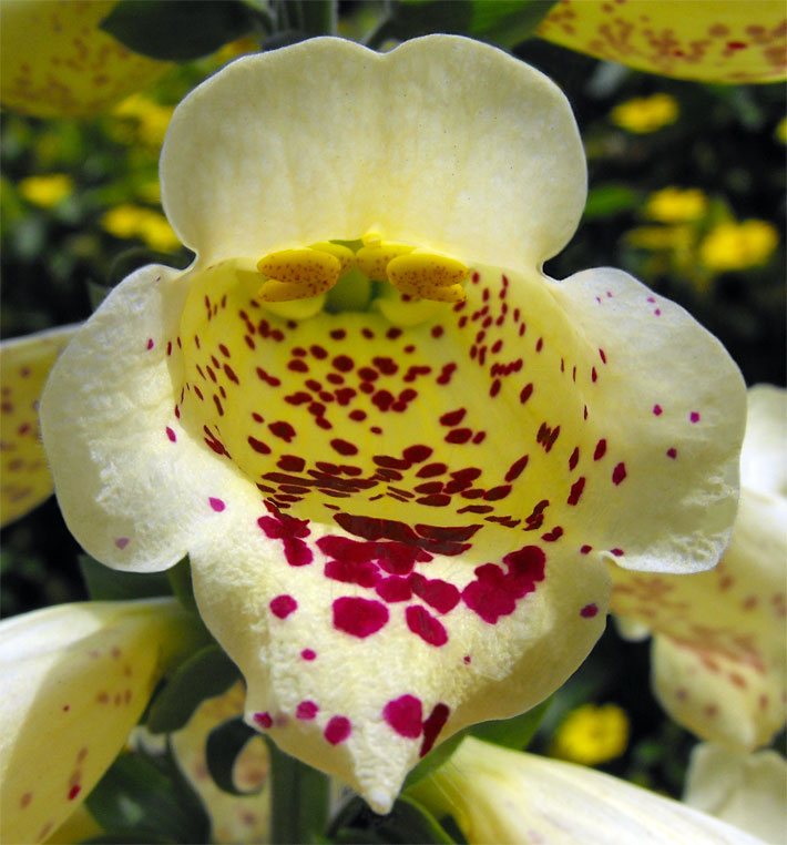 Blass-gelbe Rachenblüte mit dunkel-rot gepunktetem Blüten-Rachen von einem Großblütigen Gelben Fingerhut, botanischer Name Digitalis grandiflora oder Digitalis ambigua