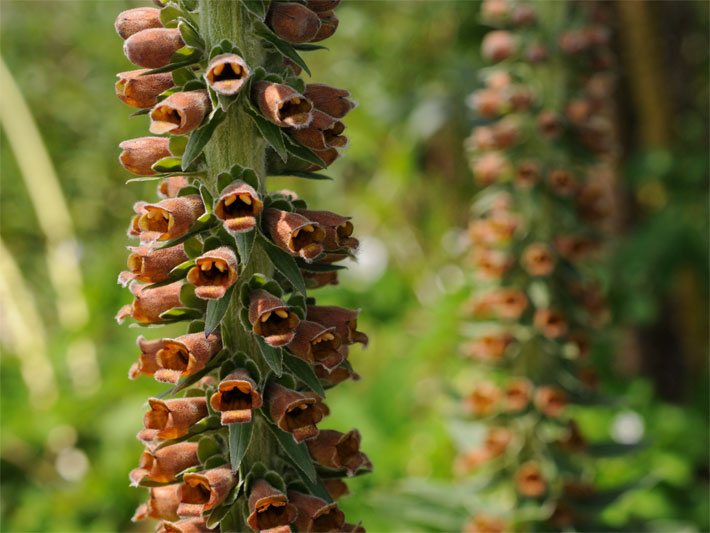 Rachenblüten mit orange-rostfarbener Blüten-Farbe von einem Kleinblütigen Fingerhut, botanischer Name Digitalis parviflora