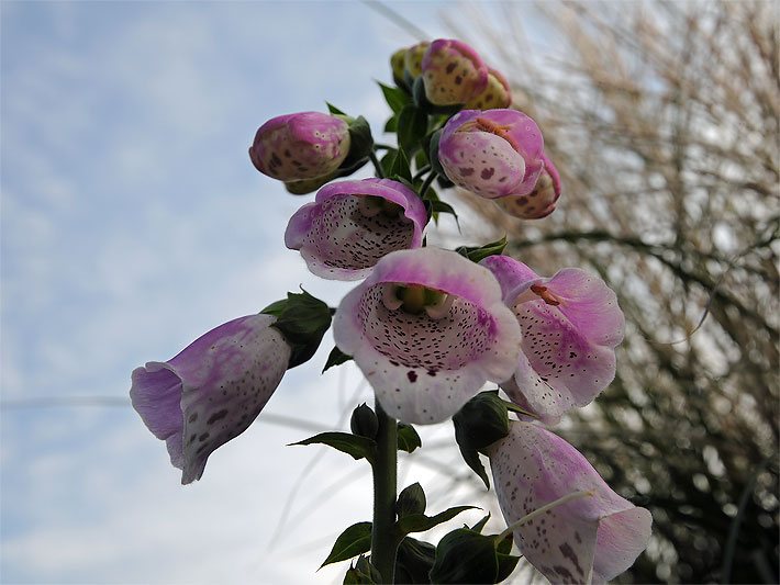 Weiß-violette Rachenblüten mit purpur-farben gepunktetem Blüten-Rachen eines Roten Fingerhutes, botanischer Name Digitalis purpurea