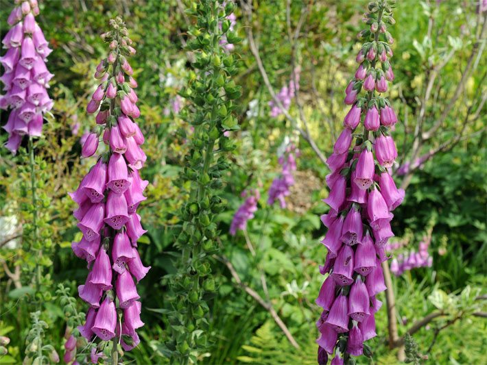 Rosa-violette Blüten eines Roten Fingerhutes, botanischer Name Digitalis Purpurea, mit Röhren- und Glocken-Form im Garten