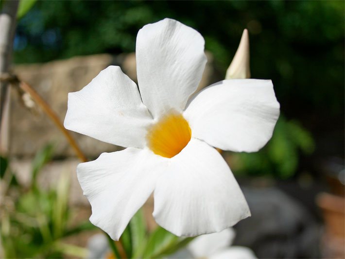 Mandevilla der Art Dipladenia boliviensis mit weißer Blüte und gelbem Blüten-Kelch