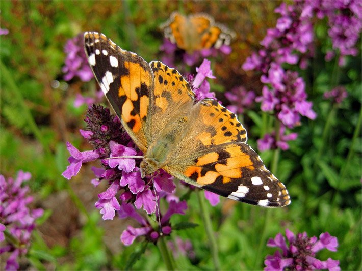 Distelfalter auf einer Lavendel-Blüte