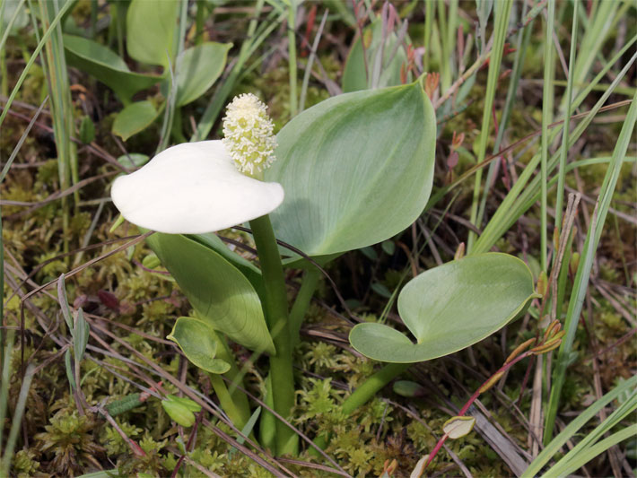 Weißes Hochblatt (Spatha) und gelb-grüne Blüte einer Drachenwurz oder Sumpf-Calla, botanischer Name Calla palustris