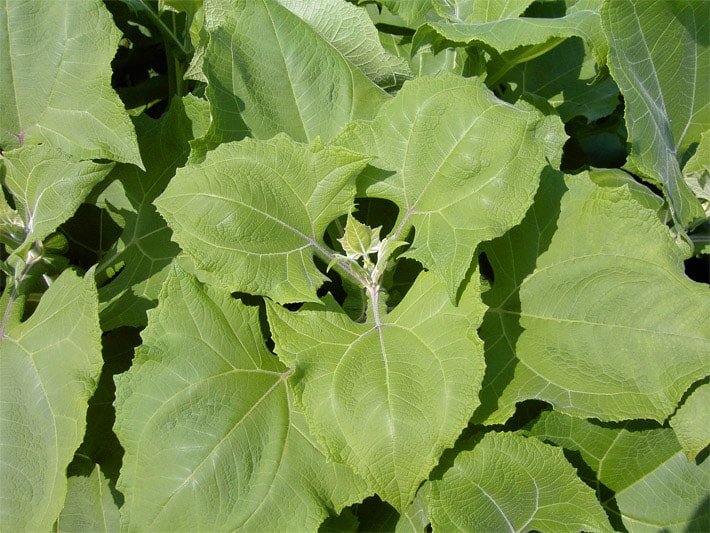 Dreiblättrige Yacon-Sorte mit Blatt-Spross