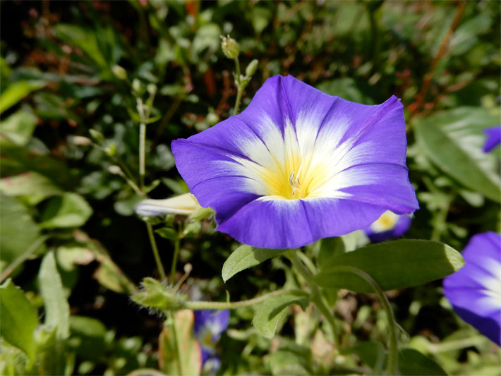 Blau-violette Blüte einer Dreifarbigen Winde, botanischer Name Convolvulus tricolor, mit weiß nach gelb verlaufender Blütenmitte in einem Blumenbeet