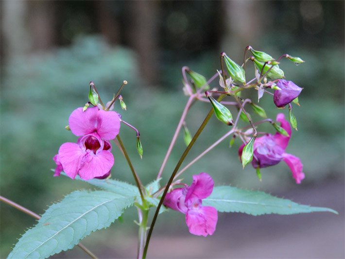 Rachenblüten mit rot-violetten Blütenrachen und und weiß-rosa Blüten-Blättern von einem Drüsigen Springkraut, botanischer Name Impatiens glandulifera  