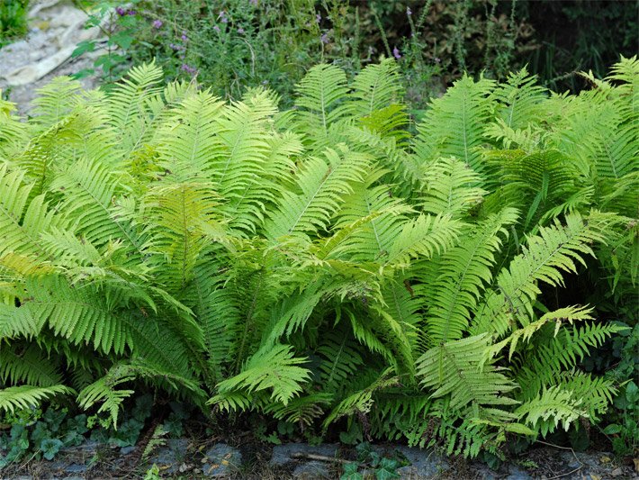 Eine Reihe mehrerer, leuchtend grüner Echter Wurmfarne, botanischer Name Dryopteris filix-mas