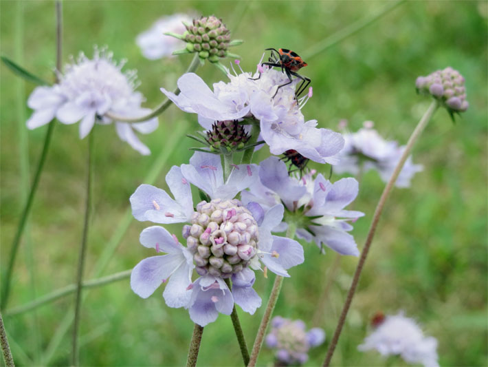 Körbchenförmiger, blass-violett-hellblauer Blütenstand einer Duft-Skabiose, botanischer Name Scabiosa canescens, mit leuchtend orange-roten Gemeinen Feuerwanzen