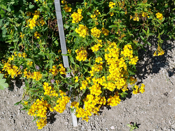 Gold-gelbe Blüten einer Duft-Tagetes an einem Weg im Vorgarten, botanischer Name Tagetes lucide Anisata