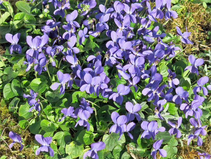 Violett blühende Duft-Veilchen und Märzveilchen, botanischer Name Viola odorata, in einem Blumenbeet