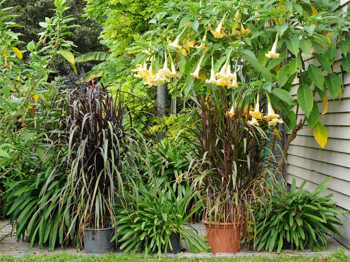 Duftende Engelstrompete mit hellgelben, trichterförmigen Blüten neben verschiedenen Gräsern im Kübel