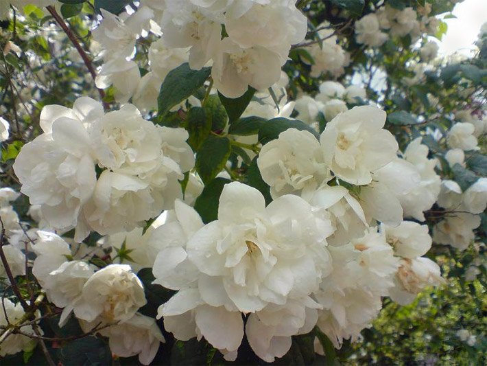 Dunkelgrüne Blätter und weiße Blüten von einem Gefüllten Gartenjasmin, der auch Duftjasmin genannt wird