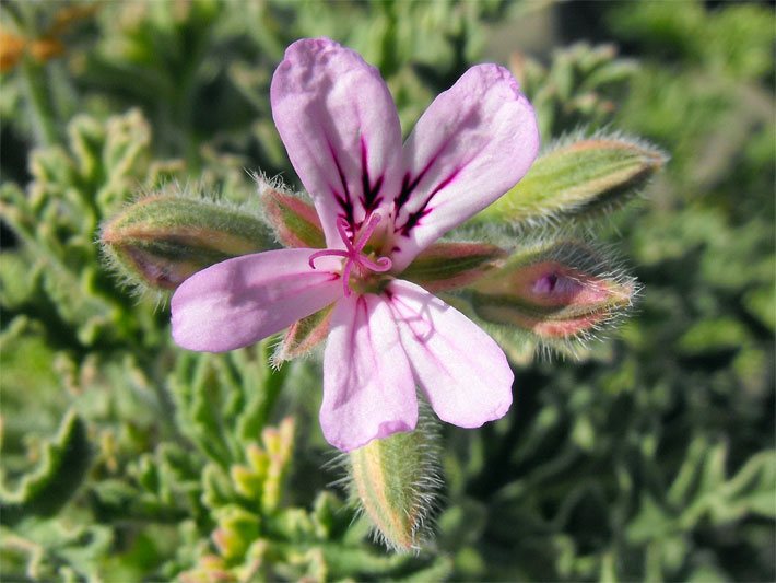 Rosa-violette Blüte einer Duftpelargonie der Sorte Lady Plymouth, botanischer Name Pelargonium