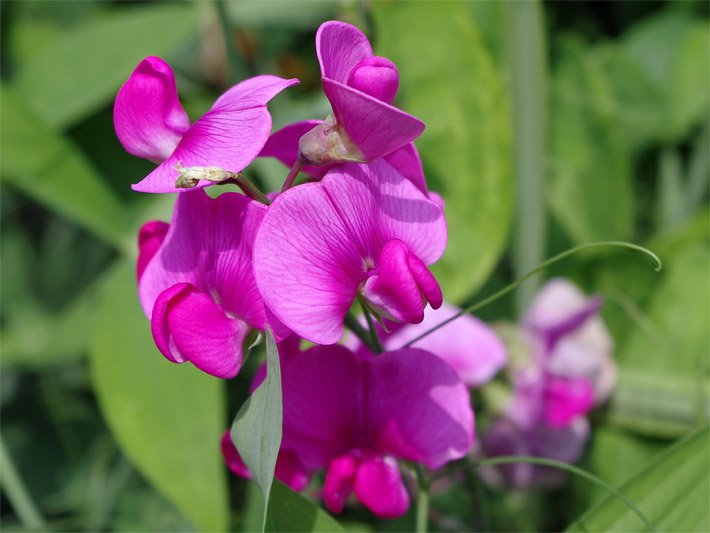 Leuchtend violette Fahnen-Blüten einer Zwerg-Duftwicke oder Duftende Platterbse, botanischer Name Lathyrus odoratus, als Topfblumen auf dem Balkon