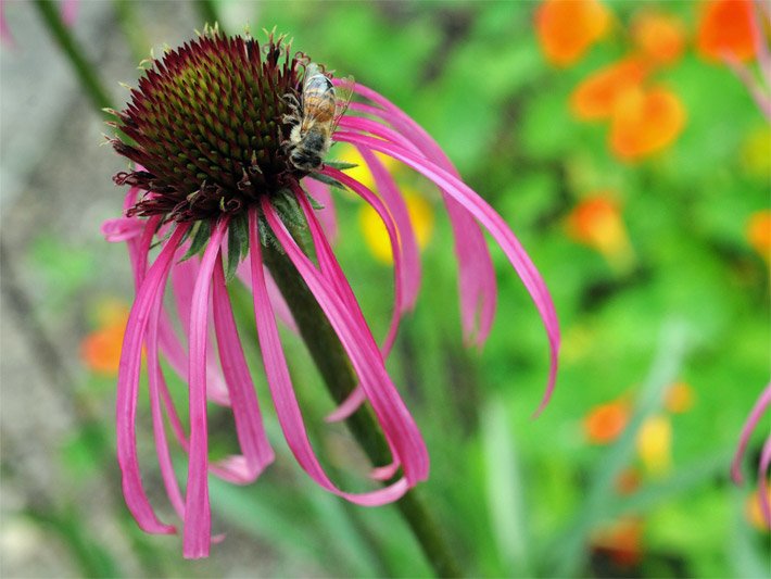 Purpur farbene Blüte von einem Schmalblättrigen Sonnenhut (auch Schmalblättrige Kegelblume), botanischer Name Echinacea angustifolia)