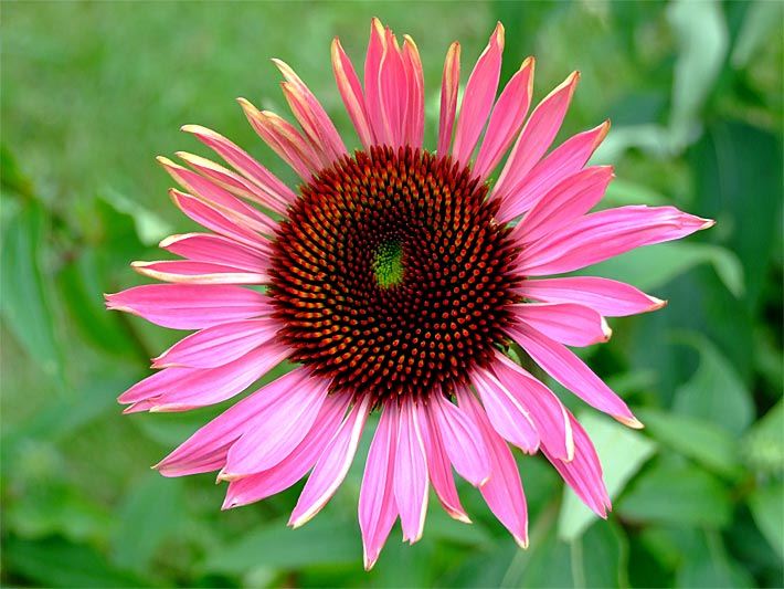 Purpur-farbene, körbchenförmige Blüte von einem Purpur-Sonnenhut, botanischer Name Echinacea purpurea, in einem Blumenkasten auf dem Balkon