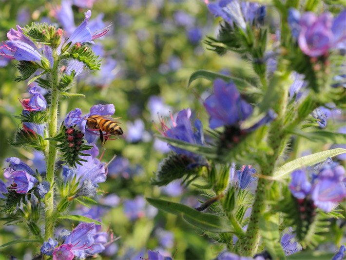 Gewöhnlicher Natternkopf, auch Himmelreich, botanischer Name Echium vulgare, mit einer Nektar sammelnden Biene an einer Blüte in einem Wildpflanzengarten