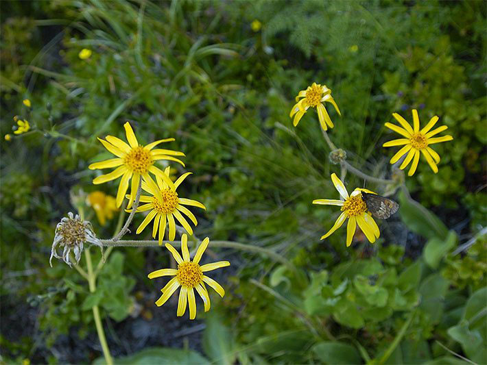 Echte Arnika, botanischer Name Arnica montana, mit gelben Zungenblüten und orange-gelbem Blütenkorb, auf dem ein Schmetterling sitzt