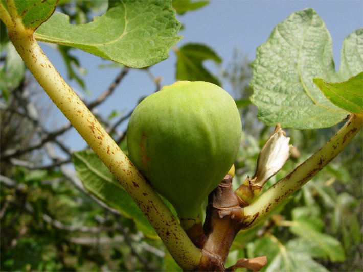 Kugelförmige, grüne Frucht am Ast einer Echten Feige