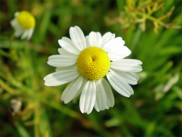 Blüte einer Echten Kamille, botanischer Name Matricaria chamomilla, mit äußeren weißen Zungenblüten und inneren kegelförmig angeordneten goldgelben Röhrenblüten auf einer Wiese