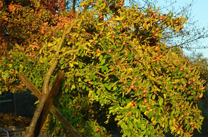 Kleinwüchsige Echte Mispel mit herbstlich-rötlicher Blattfärbung und roten Früchten