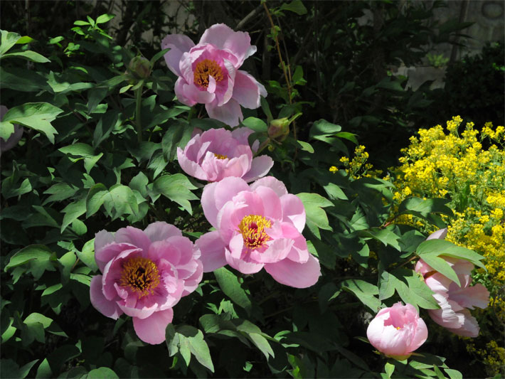 Rosa-violette Blüten mit mittigen, gelben Staubblättern einer Echten Pfingstrosen-Pflanzung, botanischer Name Paeonia officinalis