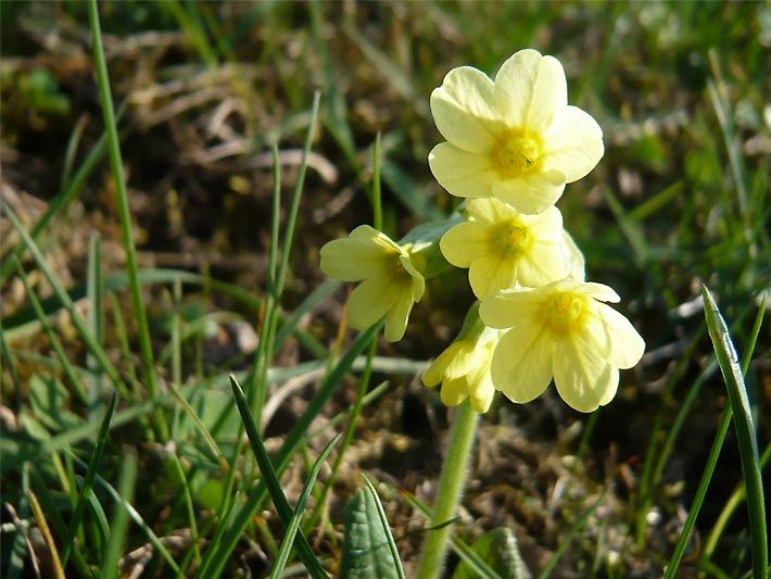 Wildwachsende, blass-gelb blühende Wiesen-Primel bzw. Echte Schlüsselblume, botanischer Name Primula veris, auf einer Wiese