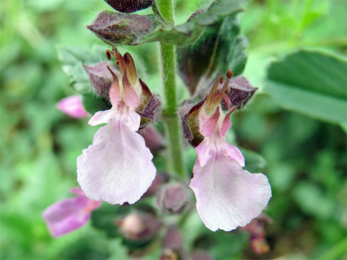 Blass dunkel-violette Blüten mit blütenökologischer Lippen-Form von einem Echten Gamander, botanischer Name Teucrium chamaedrys