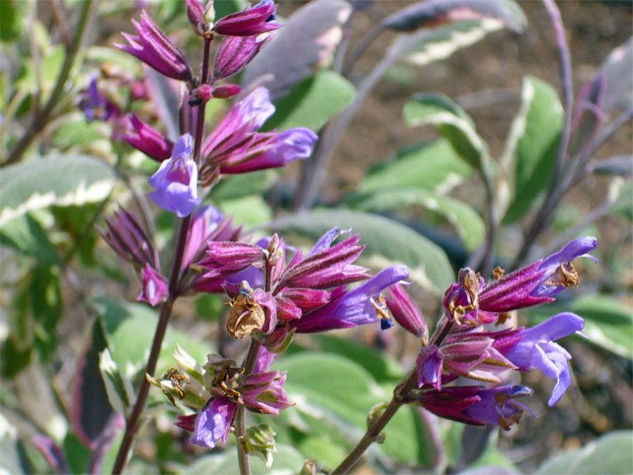 Violette Blüten von einem Echten Salbei