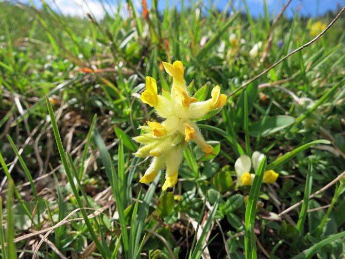 Gelb blühendes Echter Wundklee, botanischer Name Anthyllis vulneraria, auf einer Wiese