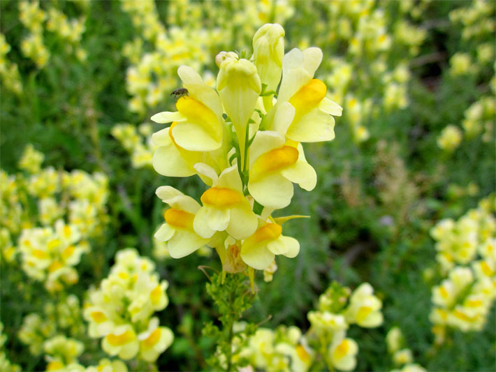 Gelb blühendes Echtes Leinkraut (Kleines Löwenmaul), botanischer Name Linaria vulgaris, mit markanter dunkelgelber Färbung der unteren Blüten-Lippen in einem Staudenbeet