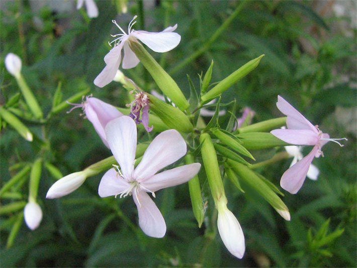 Tellerblüten mit blasse weiß-violetter Blüten-Farbe von einem Echten Seifenkraut, botanischer Name Saponaria officinalis