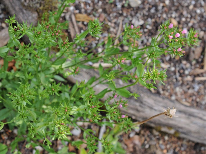 Echtes Tausendgüldenkraut mit Blättern und leicht geöffneten rosa-violetten Blüten in einem Kräuterbeet