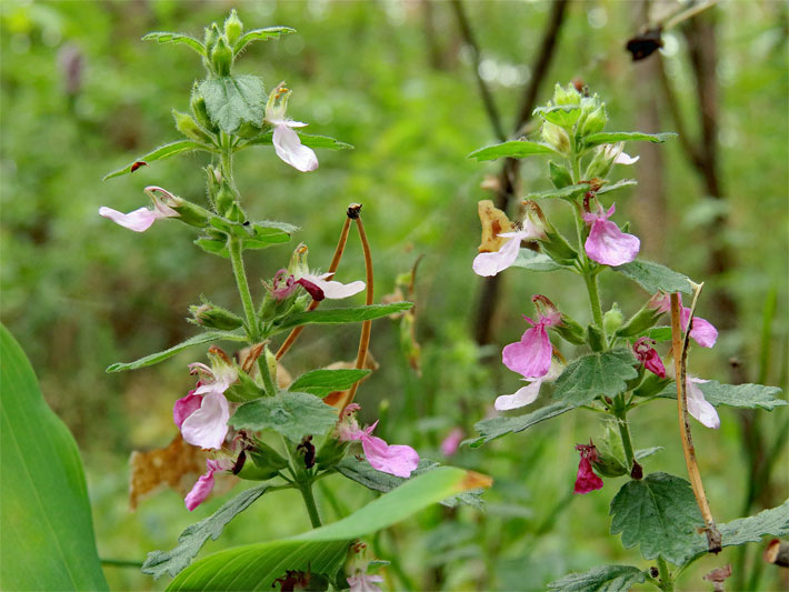 Violette und blass-rosa, lippenförmige Blüten von einem Echten Edel-Gamander (auch Schafkraut), botanischer Name Teucrium chamaedrys, auf einer Wiese