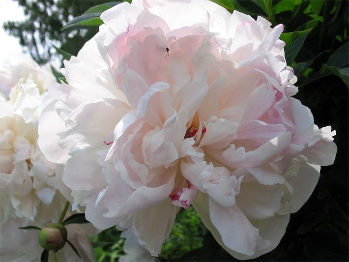 Weiß-rosa Blüte einer Chinesischen Pfingstrose (Edelpfingstrose), botanischer Name Paeonia lactiflora, in einem Beet