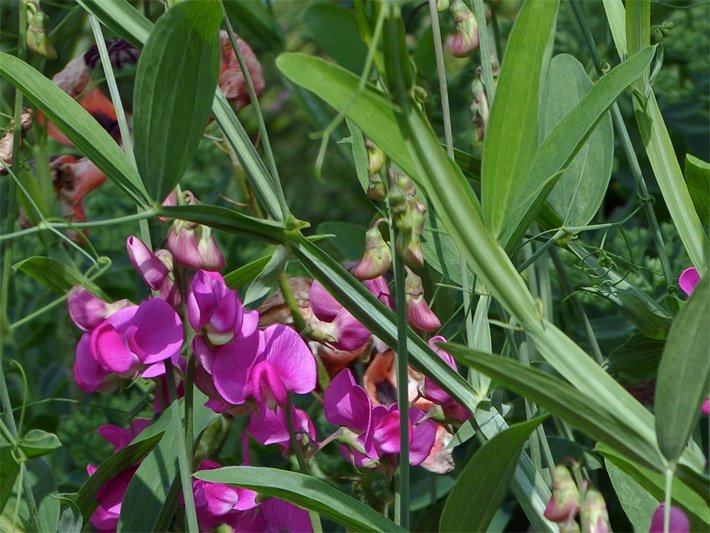 Violett blühende Edelwicken mit grünen Blättern, die auch Gartenwicken genannt werden, botanischer Name Lathyrus odoratus