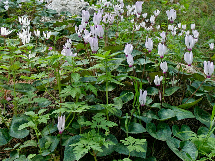 In der Natur wild wachsende Efeublättrige Alpenveilchen, botanischer Name Cyclamen hederifolium, mit weißen Blüten