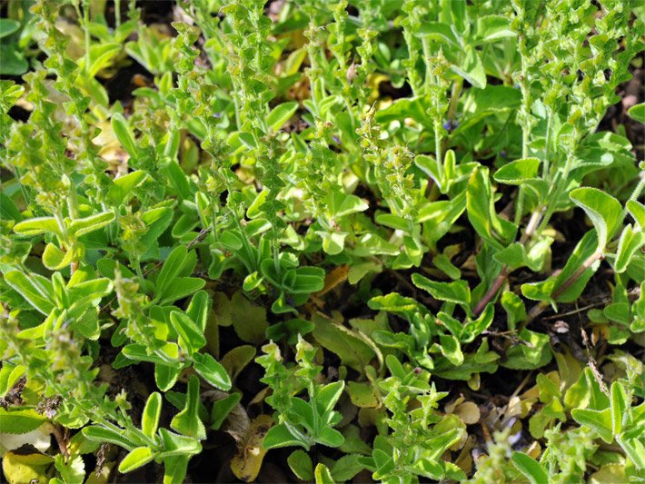 Grüne Ehrenpreis-Blätter mit eiförmig-lanzettlicher oder ovat-lanzeolater Form