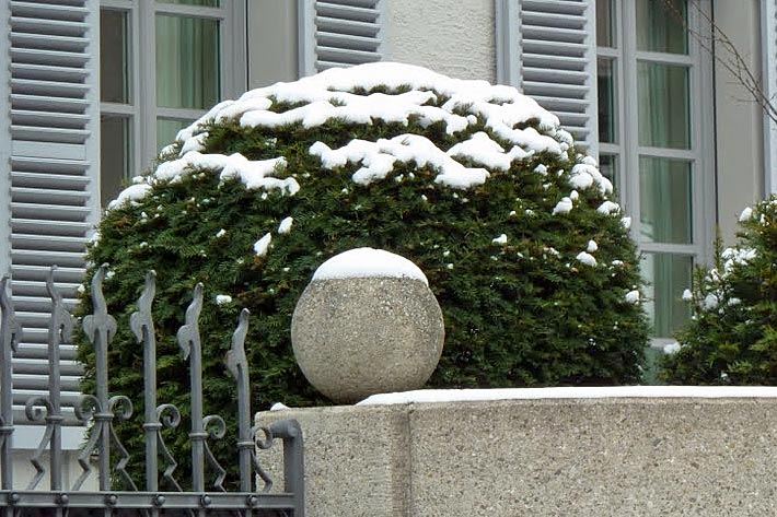 Kugelförmig geschnittene, mittelgroße Gemeine Eibe, botanischer Name Taxus baccata, im Winter in einem Vorgarten