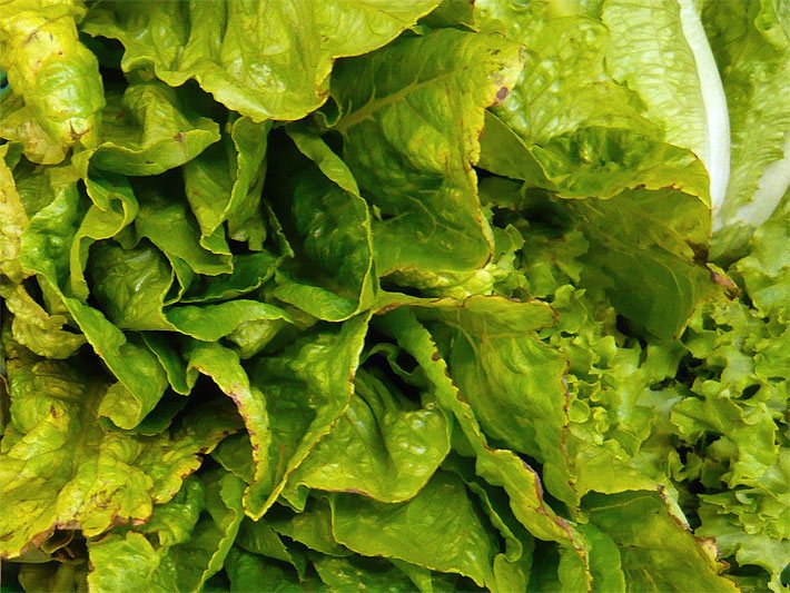 Grüner Eichblattsalat nach dem Ernten mit Fäulnis an den Blatträndern