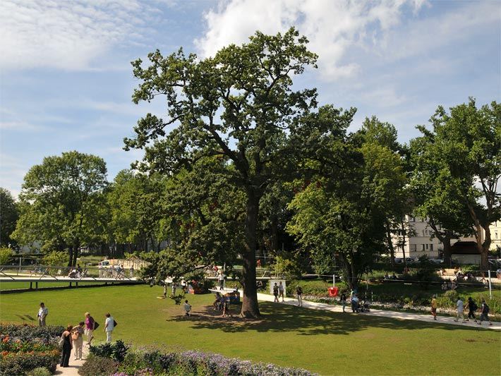 Großwüchsige Stiel-Eiche im Spät-Sommer in einem Stadt-Park