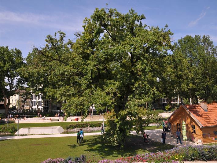 Eine freistehende Eiche im Spätsommer neben einem kleinem Holzhaus in einem Park